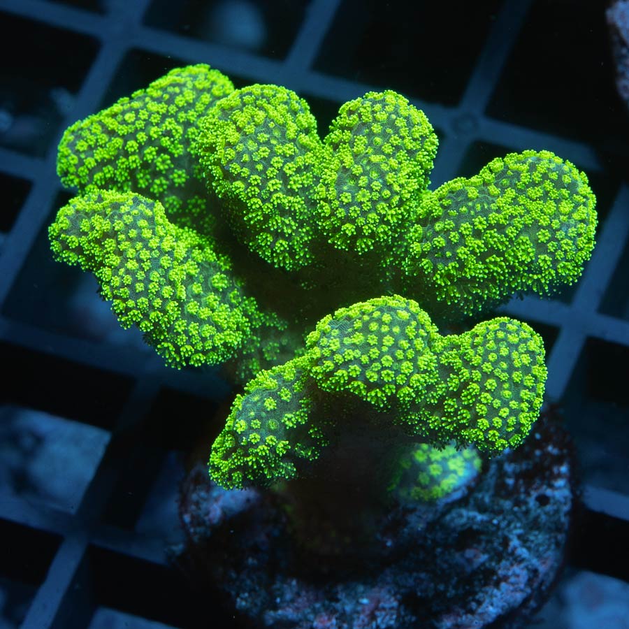 SBM Pocillopora Green