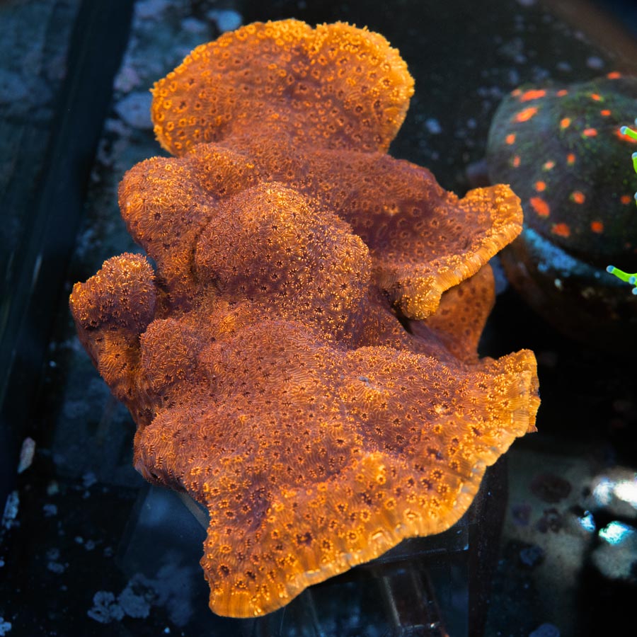 SBM Porites Maldiviensis XXL 14 cm (ejemplar reproductor)