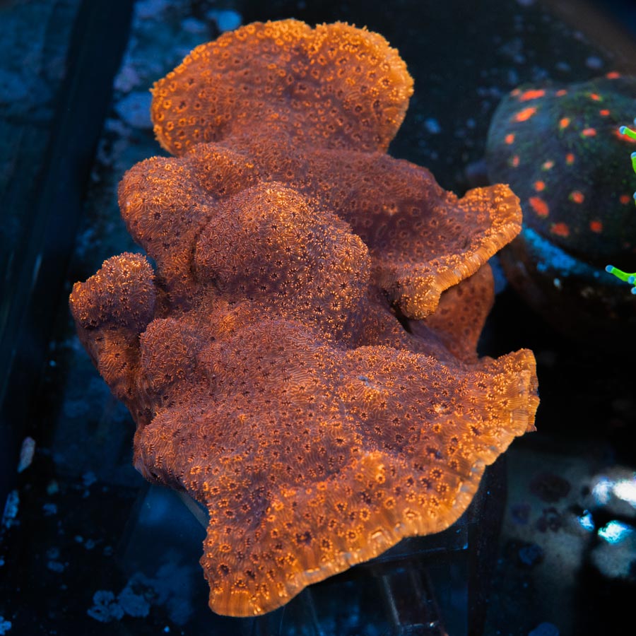 SBM Porites Maldiviensis XXL 14 cm (ejemplar reproductor)