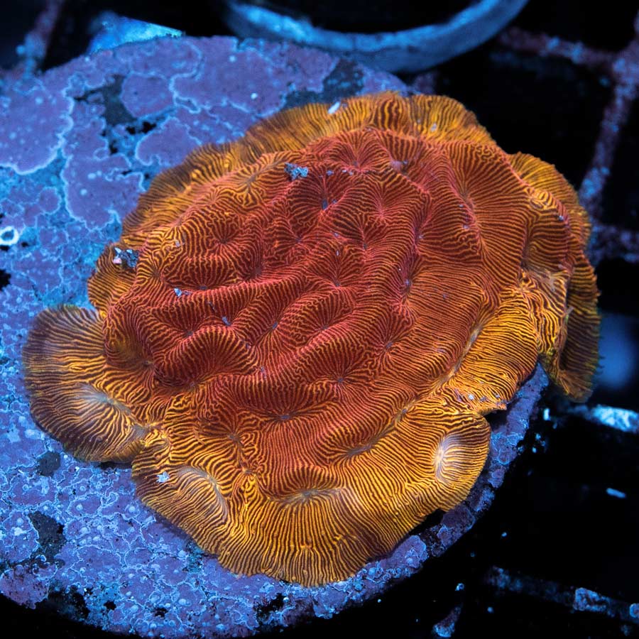 SBM Psammocora BBQ 5 cm