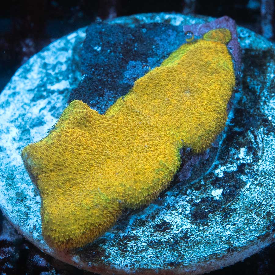 SBM Psammocora Watermelon