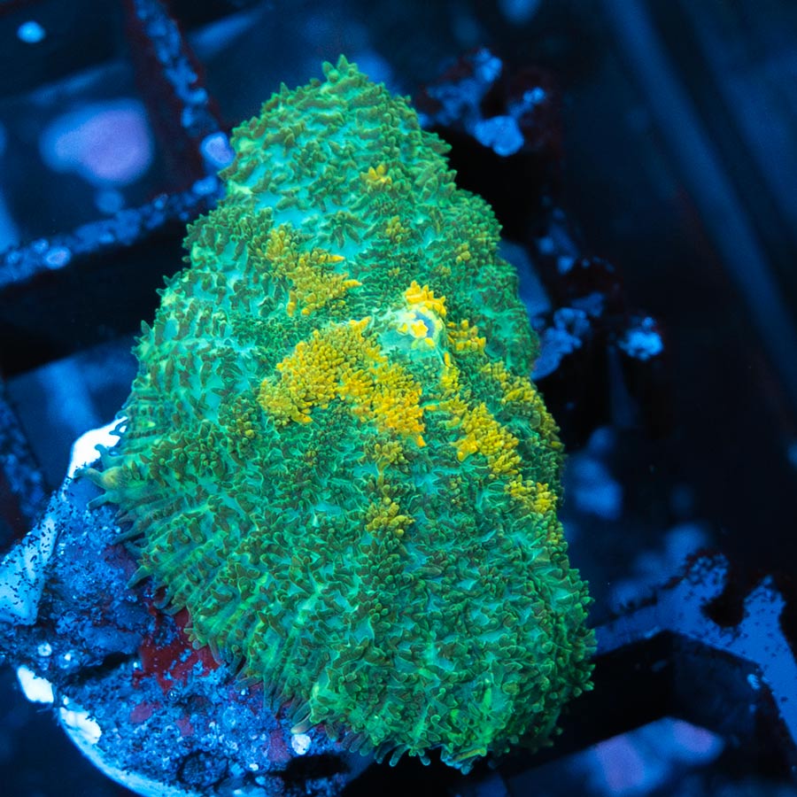 SBM Rhodactis Gold Rush