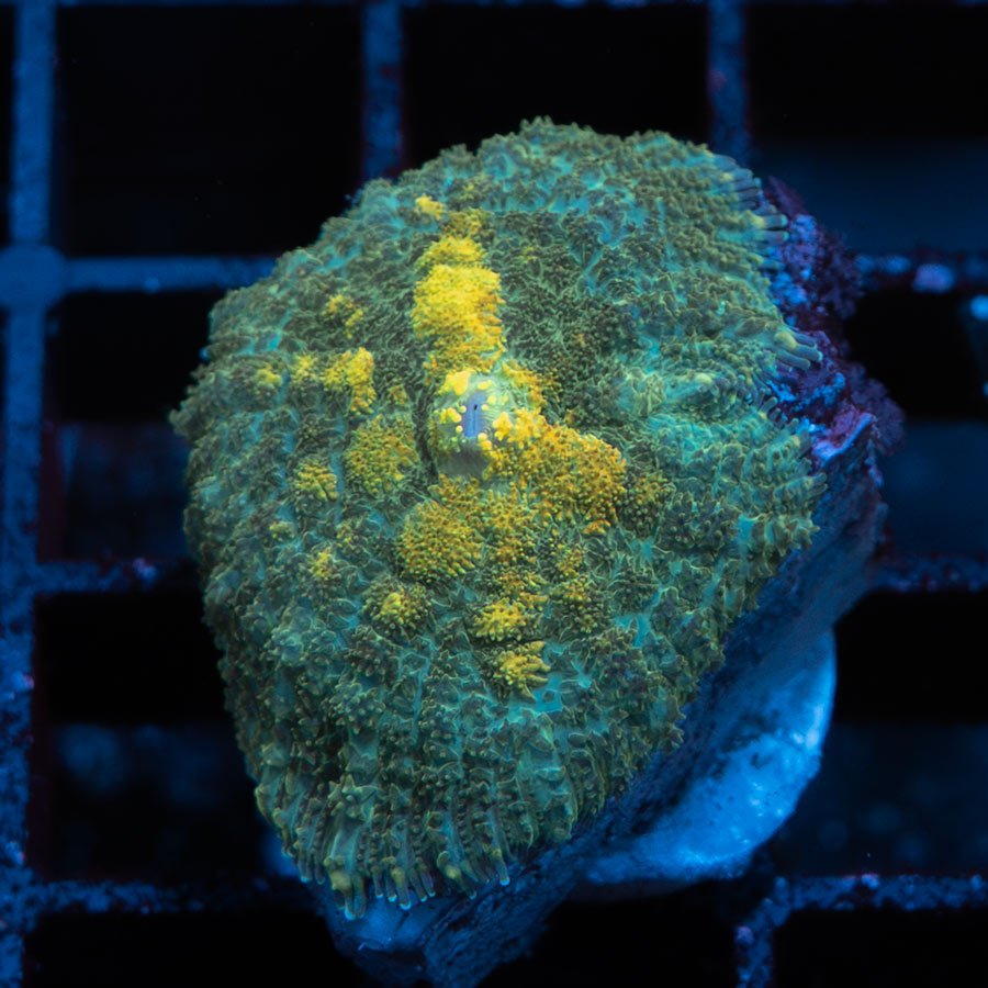 SBM Rhodactis Gold Rush