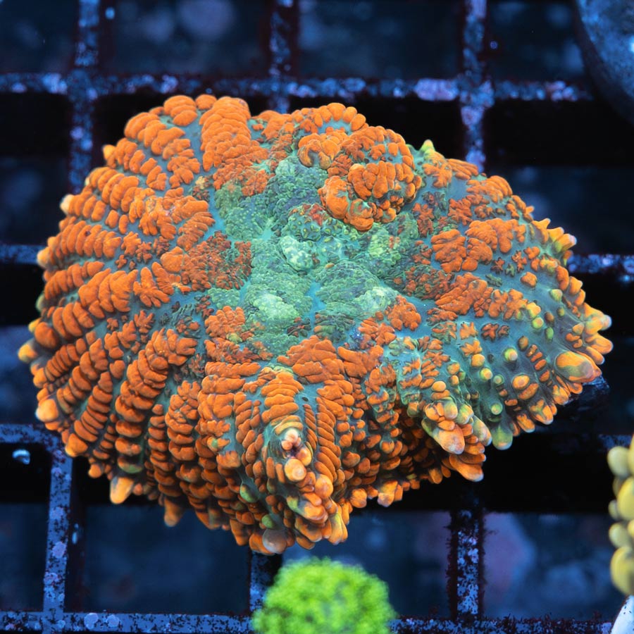 SBM Rhodactis Aquaman