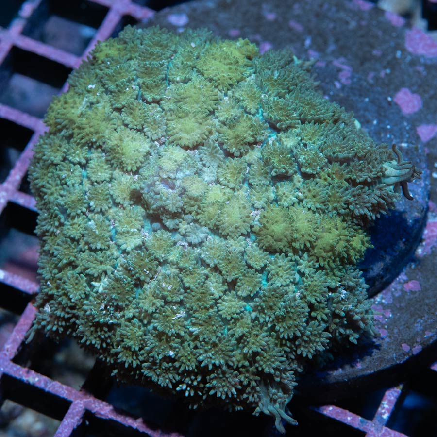 SBM Rhodactis XL (ejemplar reproductor)