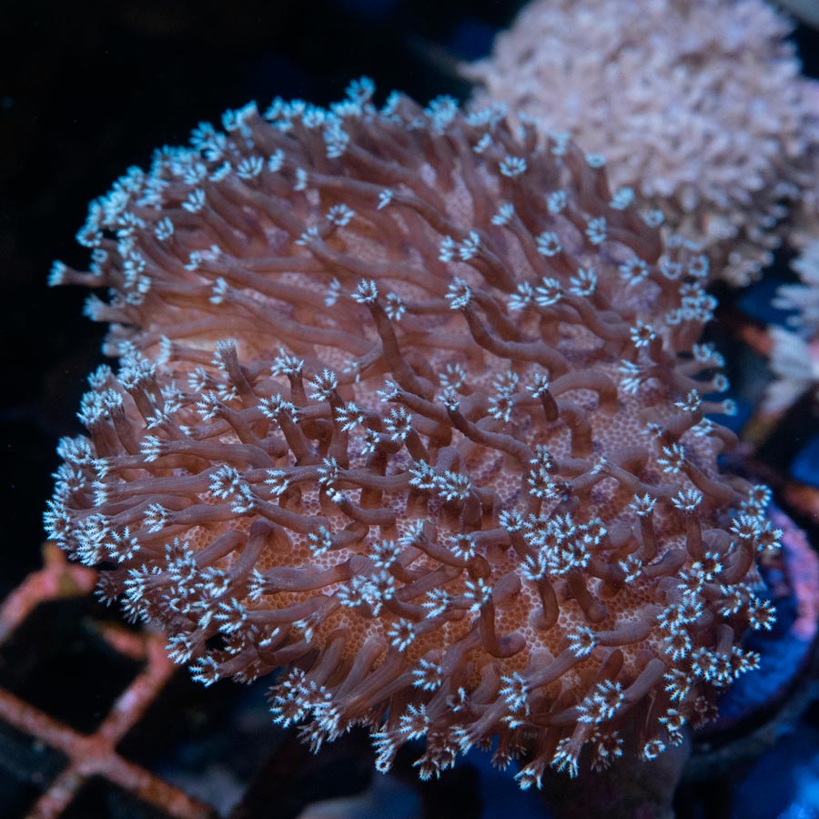 SBM Sarcophyton Black Torch