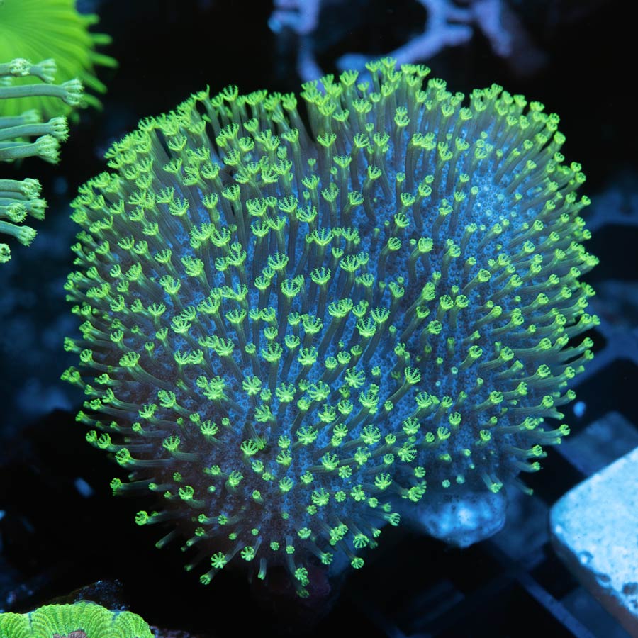 SBM Sarcophyton Fiji