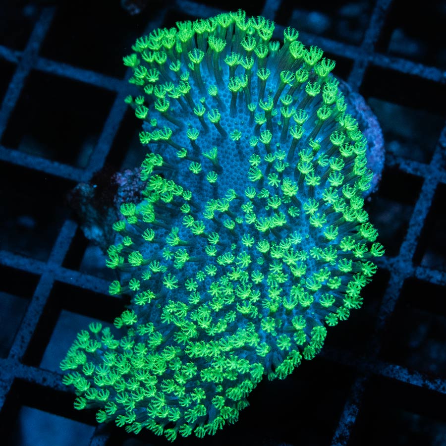 SBM Sarcophyton Fiji Superfluor
