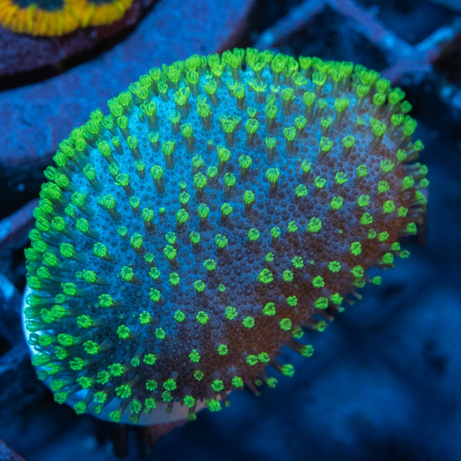 SBM Sarcophyton Fiji Fluor