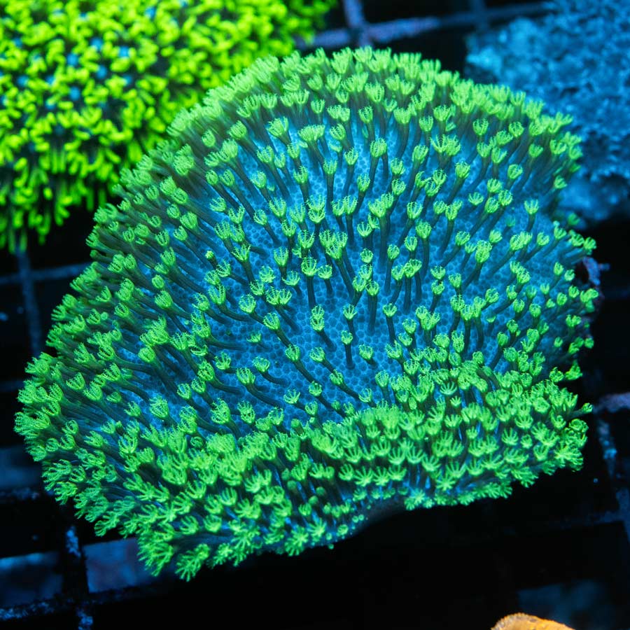 SBM Sarcophyton Fiji Superfluor 6 cm