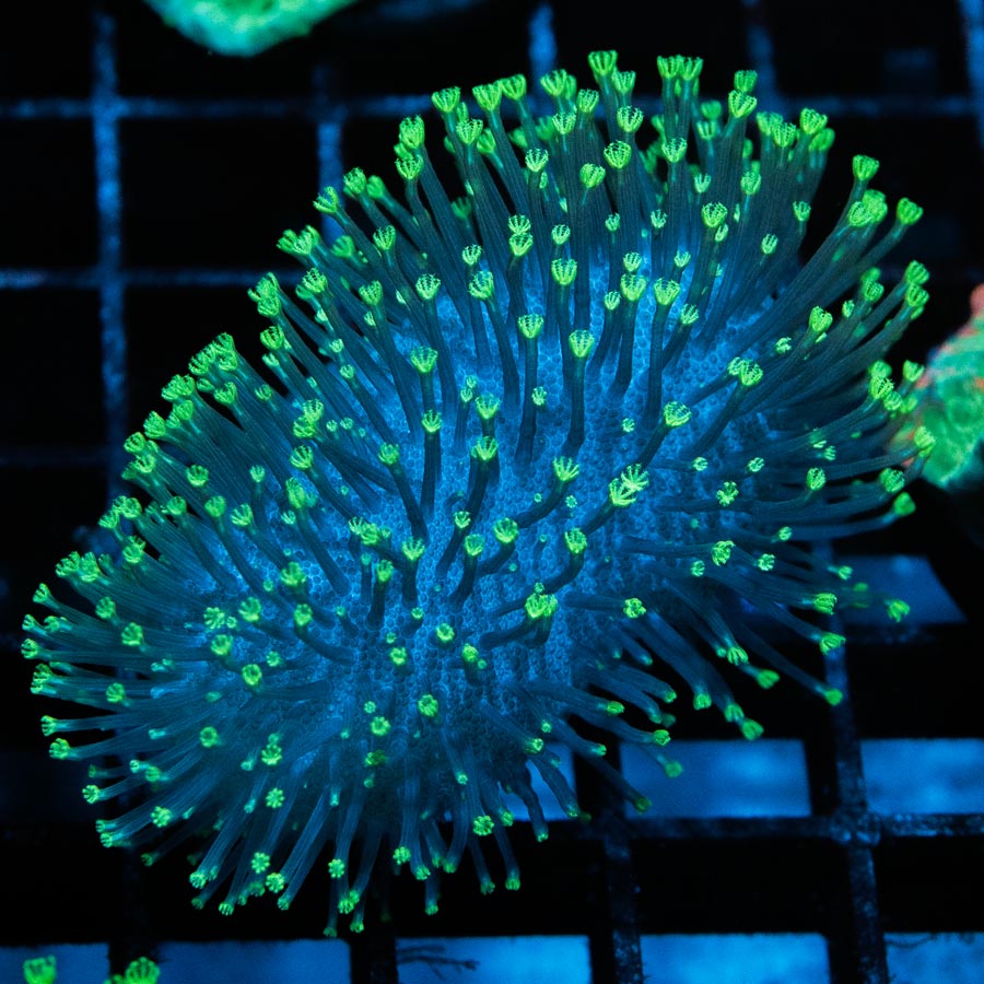 SBM Sarcophyton Fiji Fluor