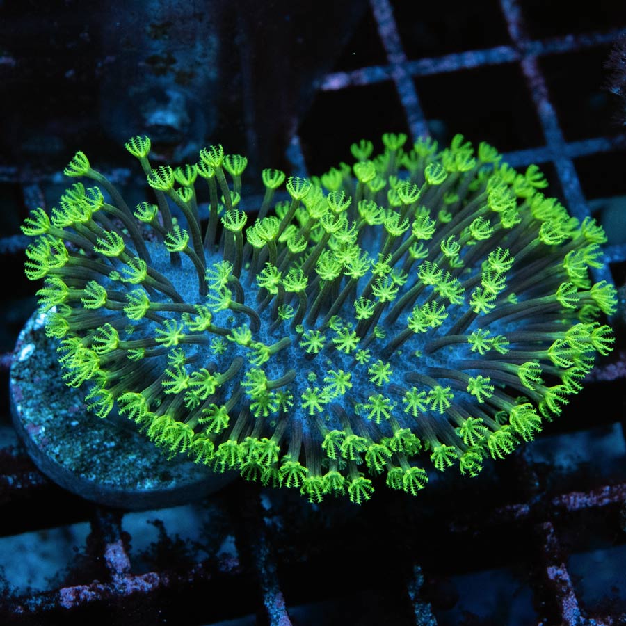 SBM Sarcophyton Fiji Superfluor
