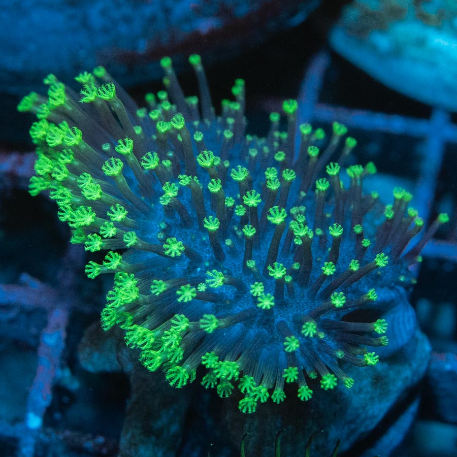 SBM Sarcophyton Fiji Fluor