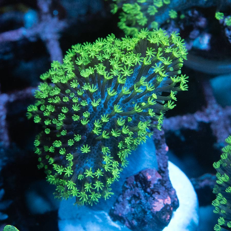 SBM Sarcophyton Fiji