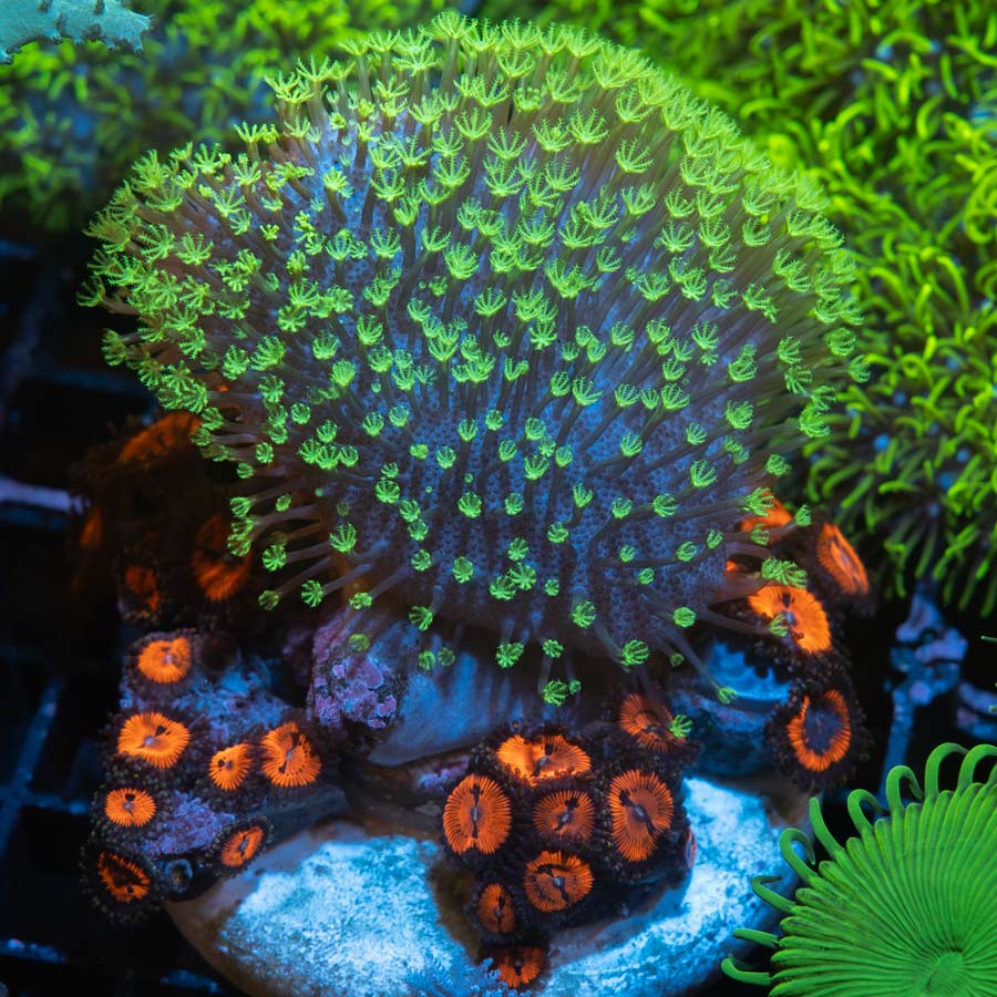 SBM Sarcophyton Fiji + Zoanthus Blood Sucker