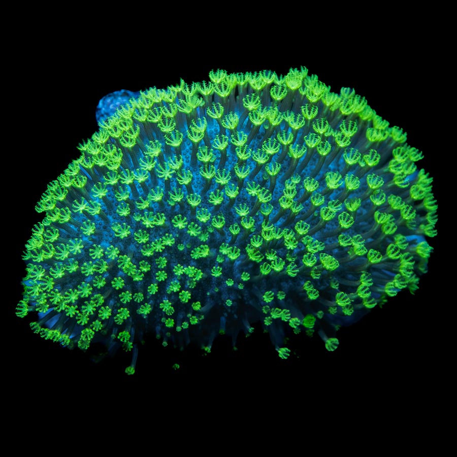 SBM Sarcophyton Fiji Superfluor