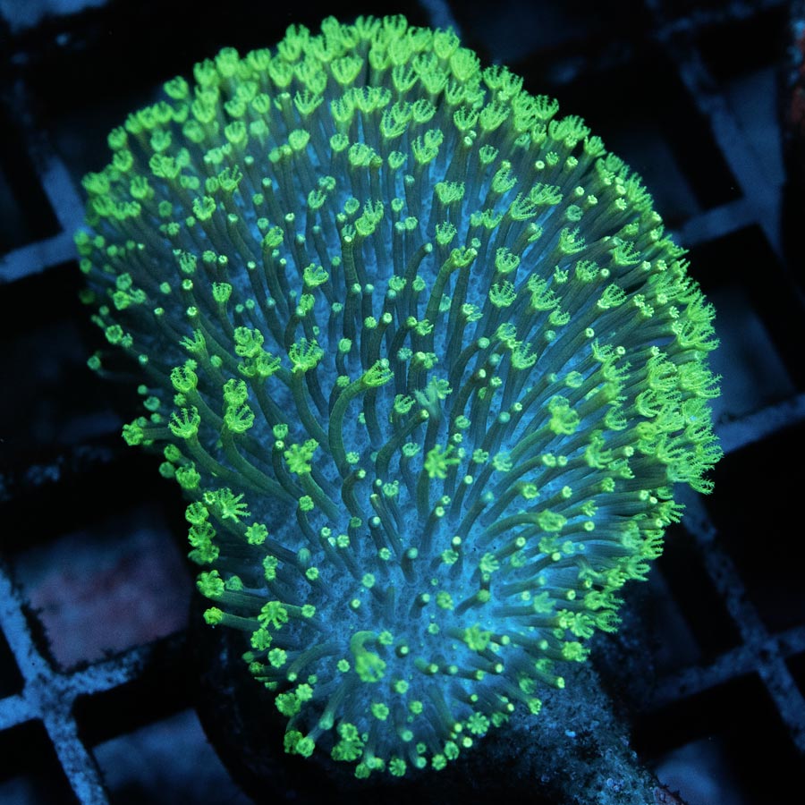 SBM Sarcophyton Fiji Fluor