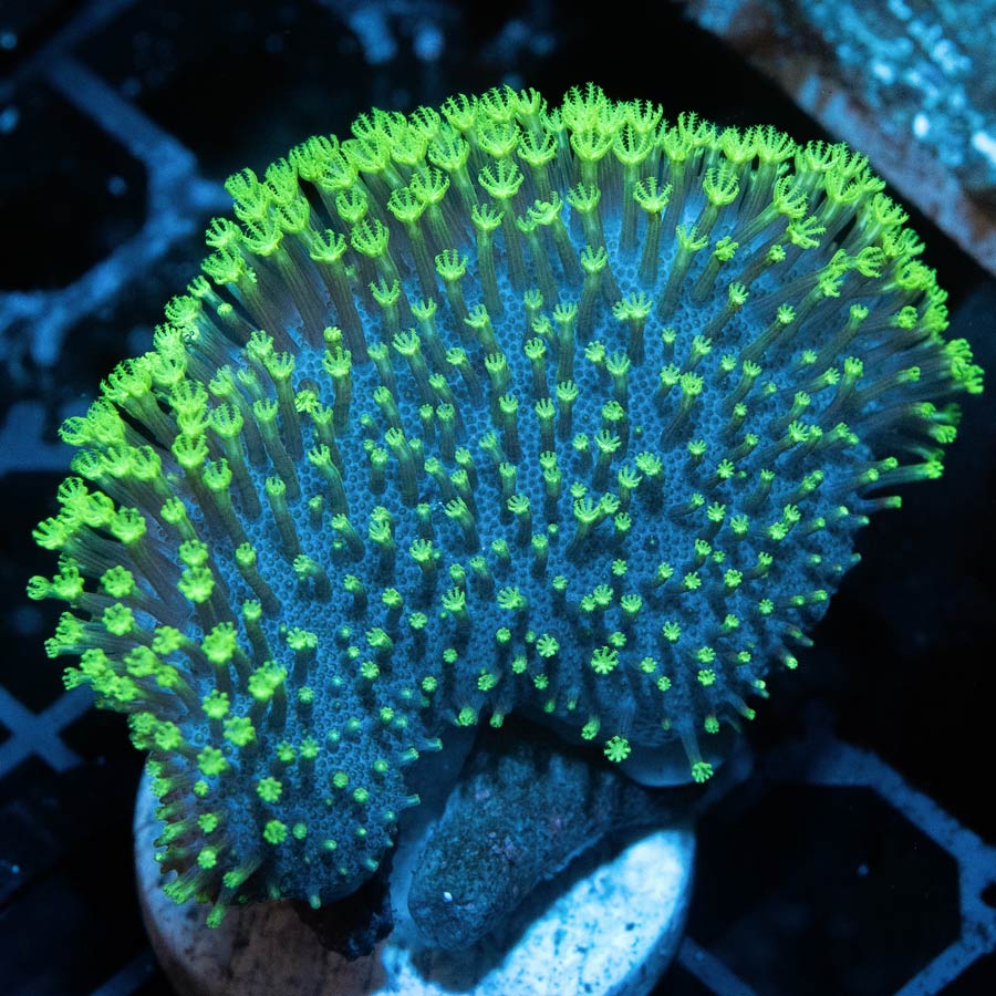 SBM Sarcophyton Fiji