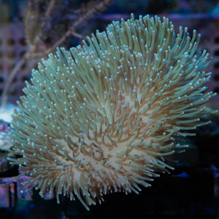 SBM Sarcophyton Golden Md 9 cm