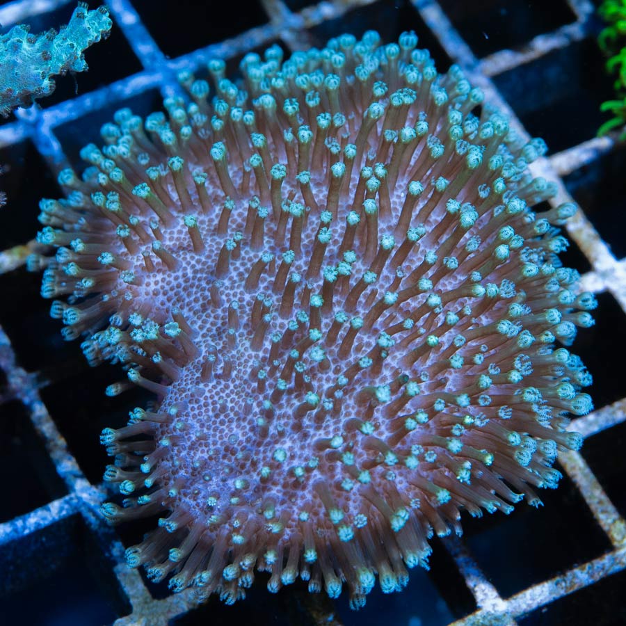 SBM Sarcophyton Golden 6 cm