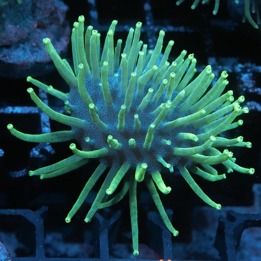 SBM Sarcophyton Urchin Madagascar Fluor