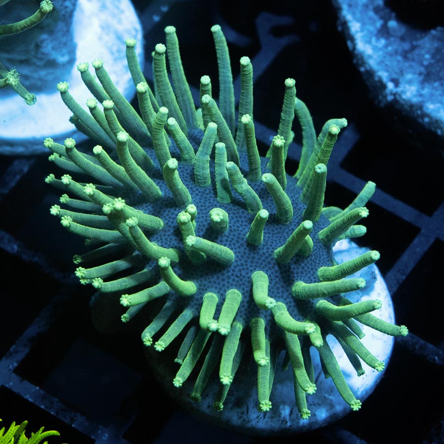 SBM Sarcophyton Urchin Madagascar