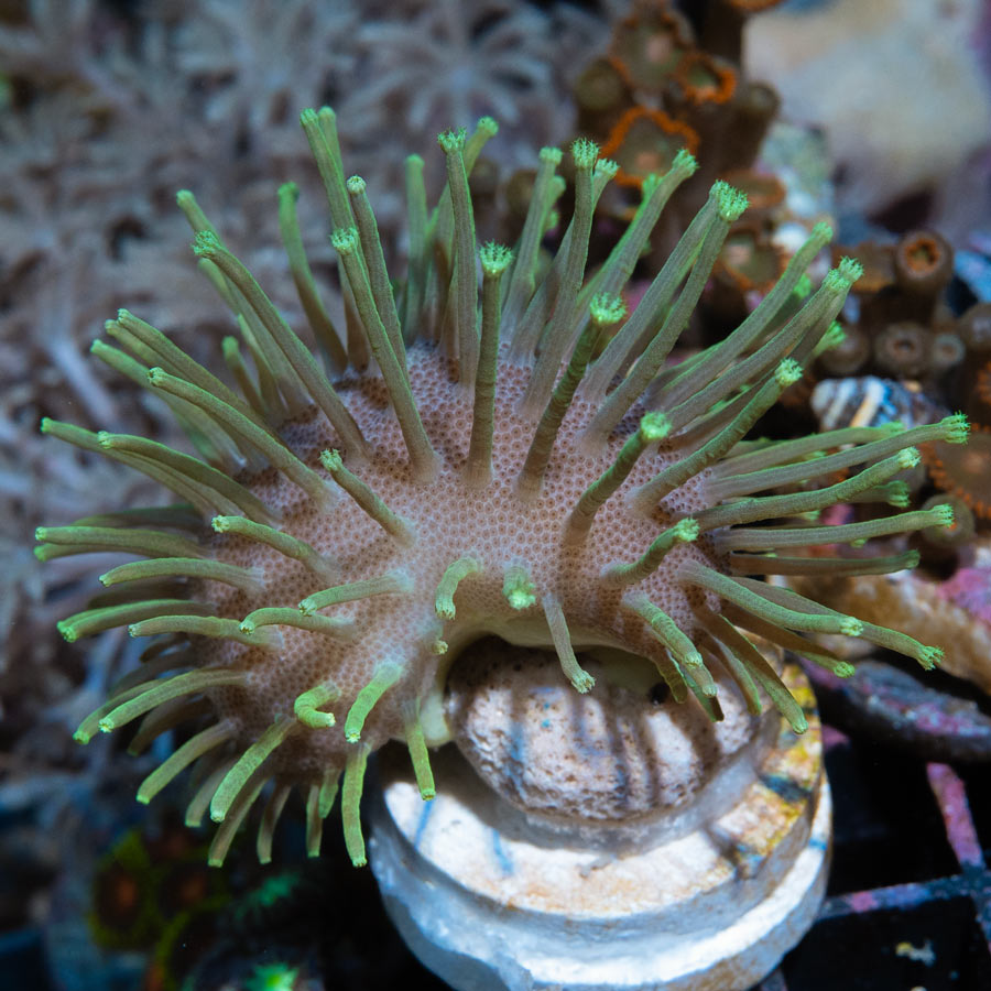 SBM Sarcophyton Madagascar