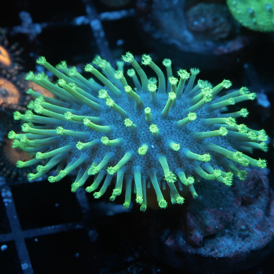 SBM Sarcophyton Urchin Madagascar Fluor