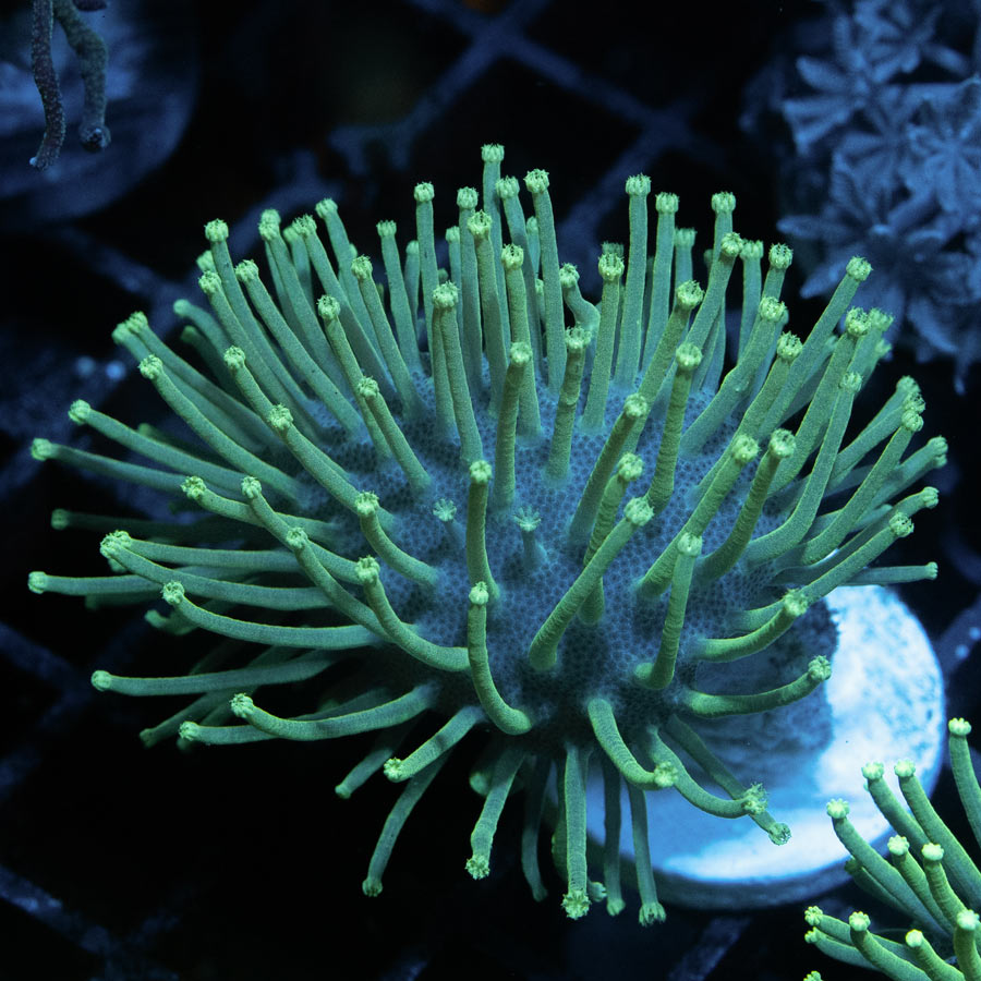 SBM Sarcophyton Urchin Madagascar