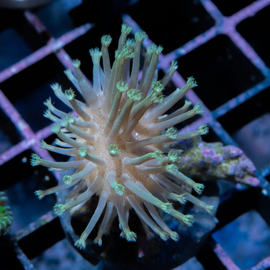 SBM Sarcophyton Madagascar