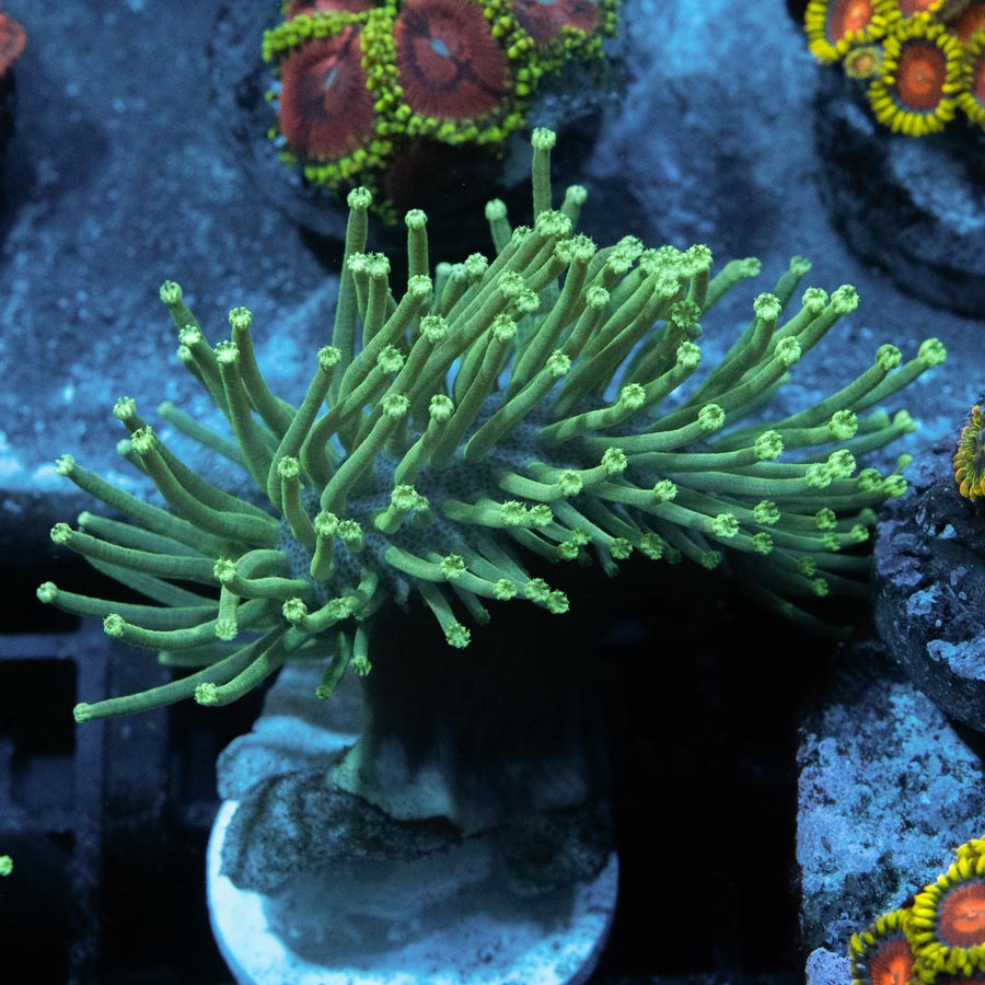 SBM Sarcophyton Urchin Madagascar
