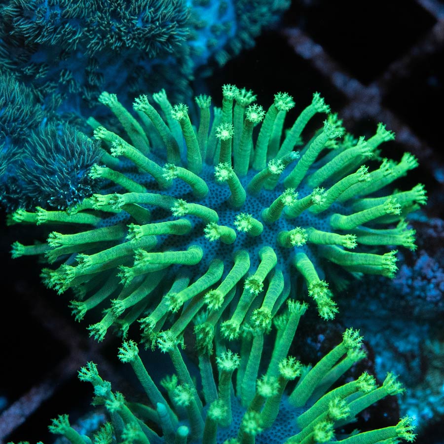 SBM Sarcophyton Urchin Madagascar