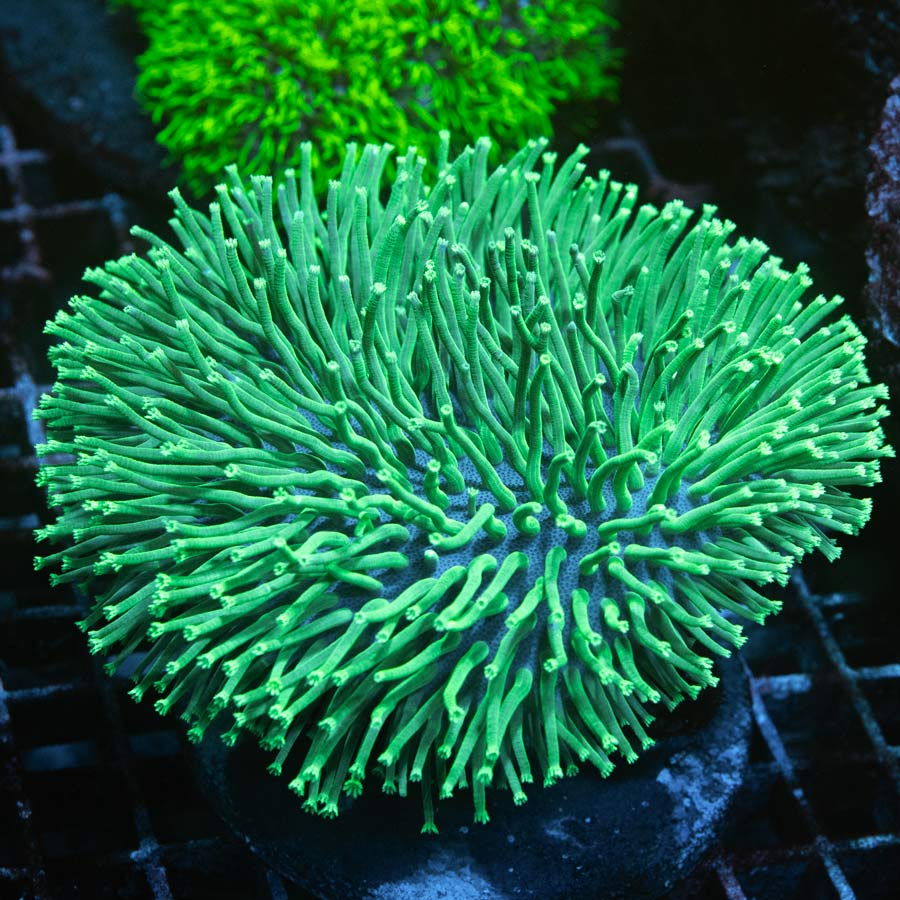 SBM Sarcophyton Urchin Madagascar Fluor XXL
