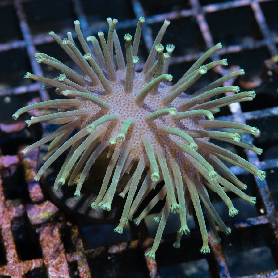 SBM Sarcophyton Madagascar Urchin Long Polyp