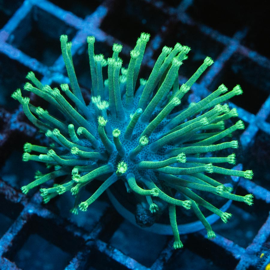 SBM Sarcophyton Madagascar