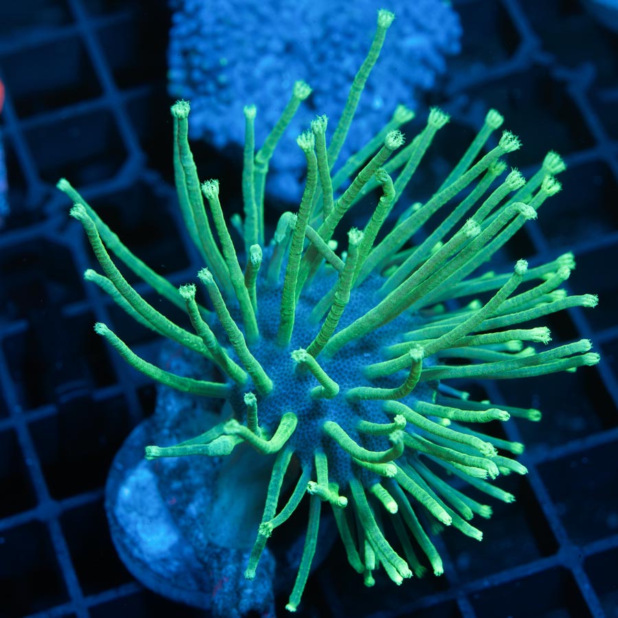 SBM Sarcophyton Madagascar