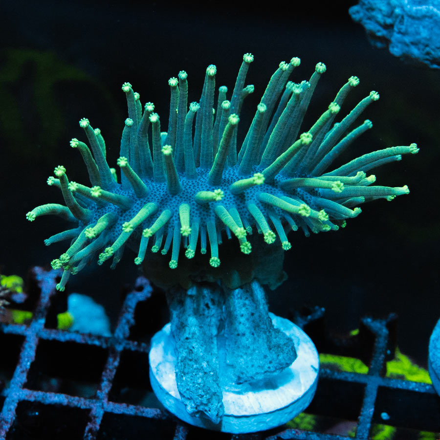 SBM Sarcophyton Madagascar Urchin