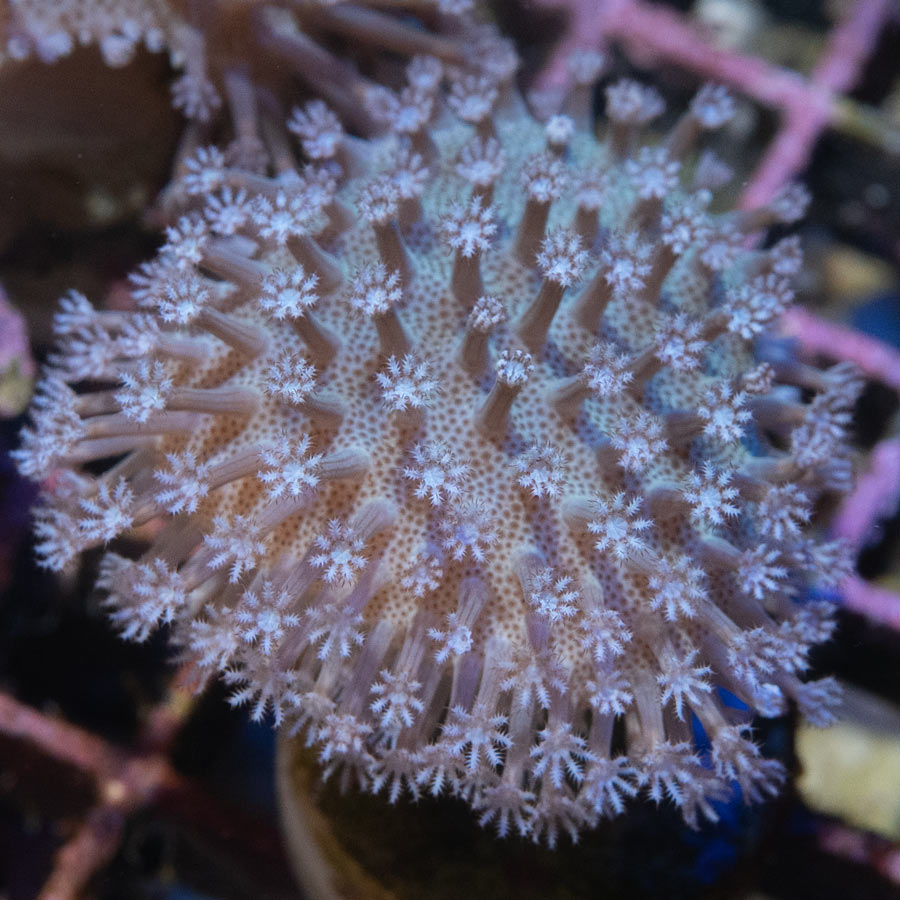 SBM Sarcophyton White