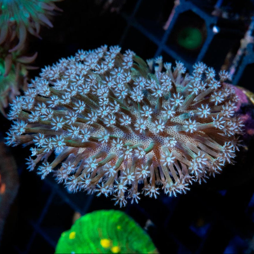 SBM Sarcophyton White