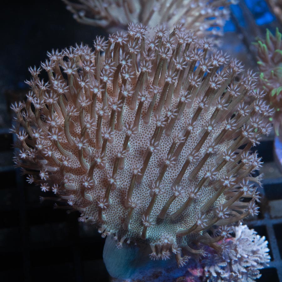 SBM Sarcophyton White