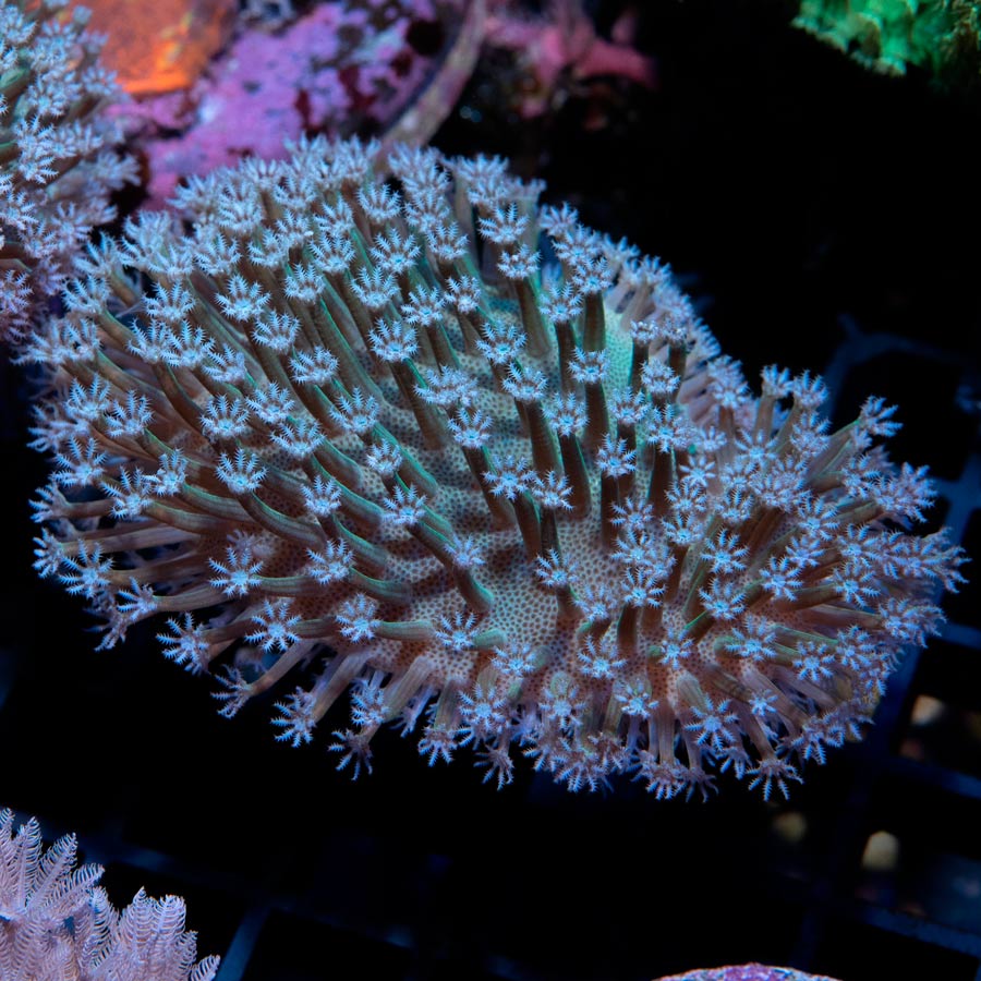 SBM Sarcophyton White