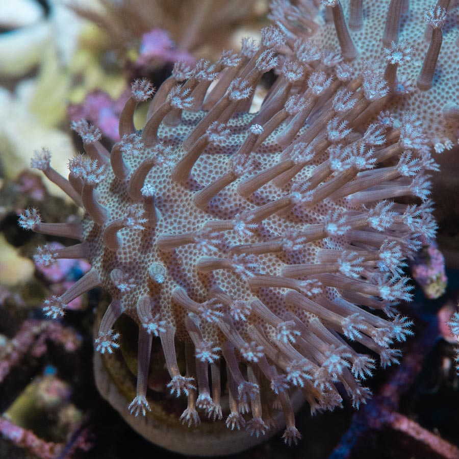 SBM Sarcophyton White