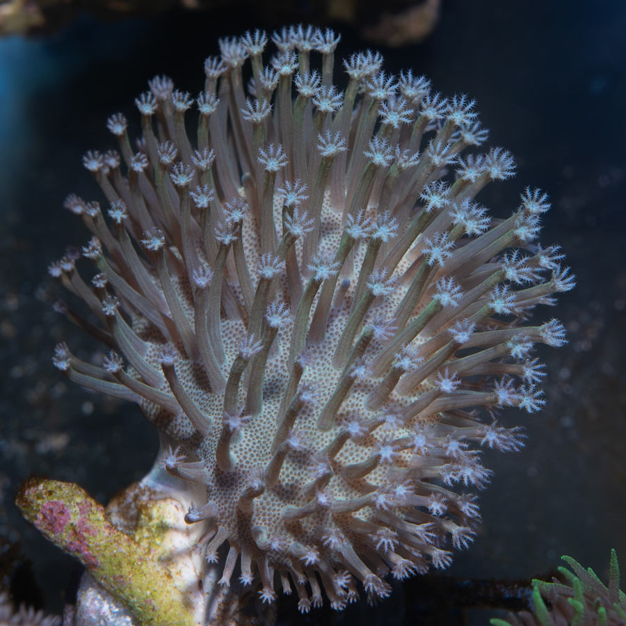 SBM Sarcophyton White