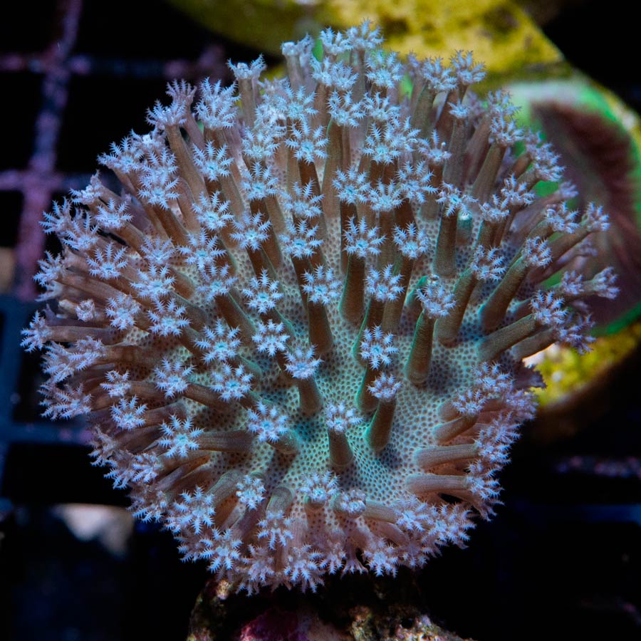 SBM Sarcophyton White