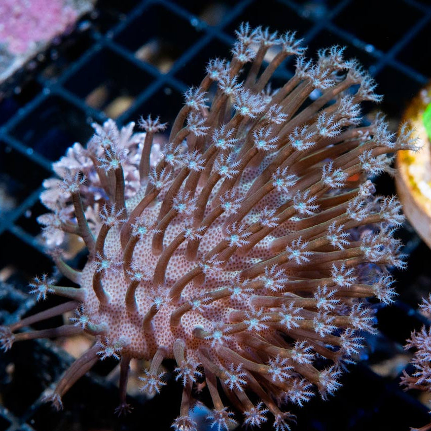 SBM Sarcophyton White + Xenia Pulsante