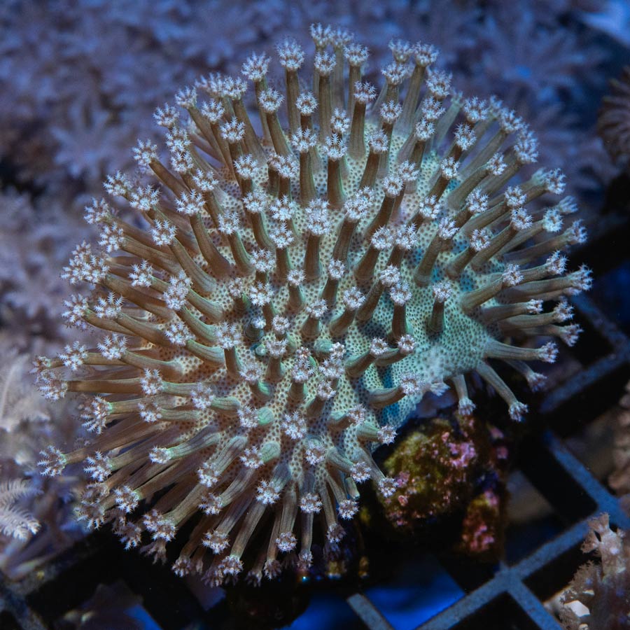 SBM Sarcophyton White