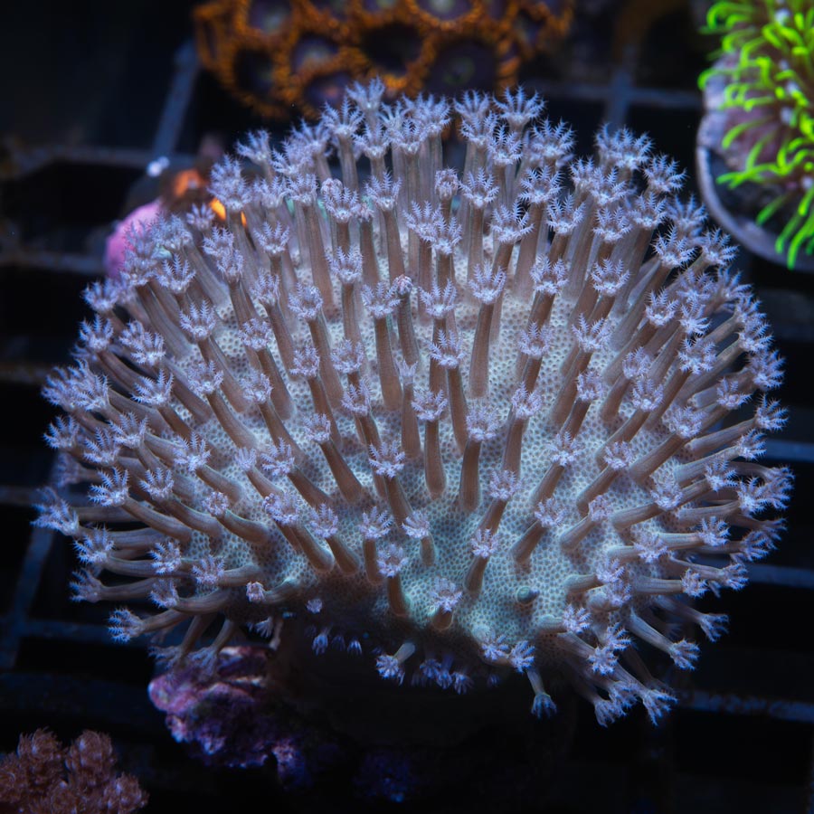SBM Sarcophyton White