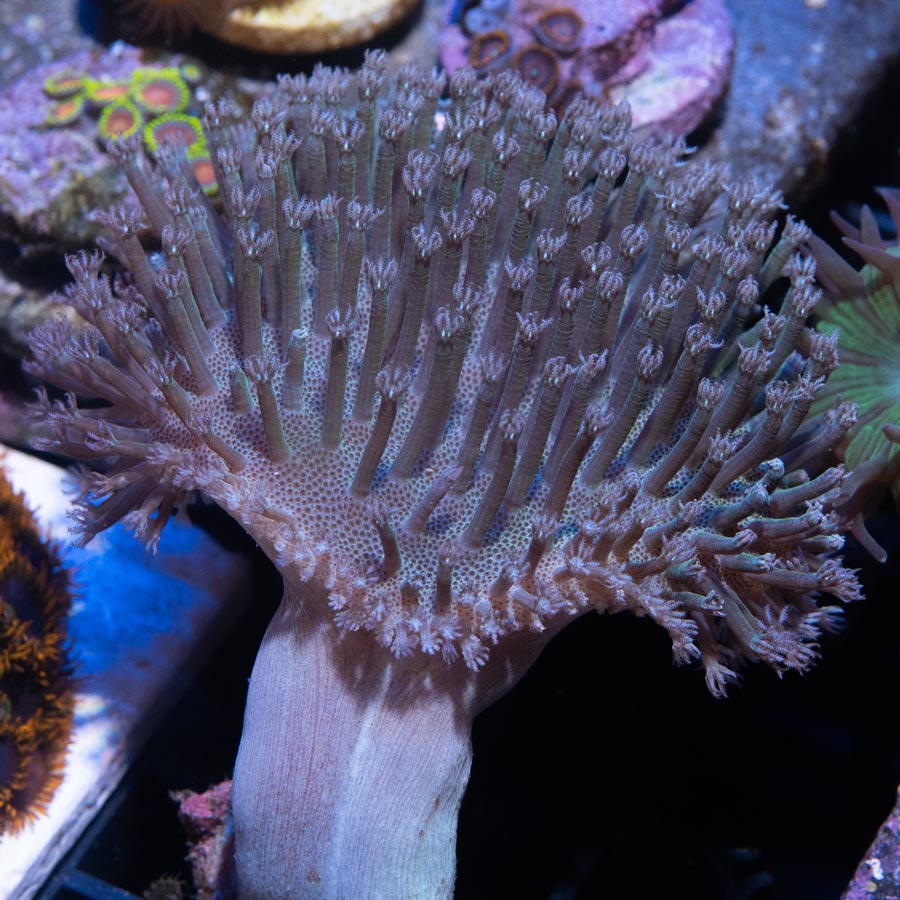 SBM Sarcophyton White