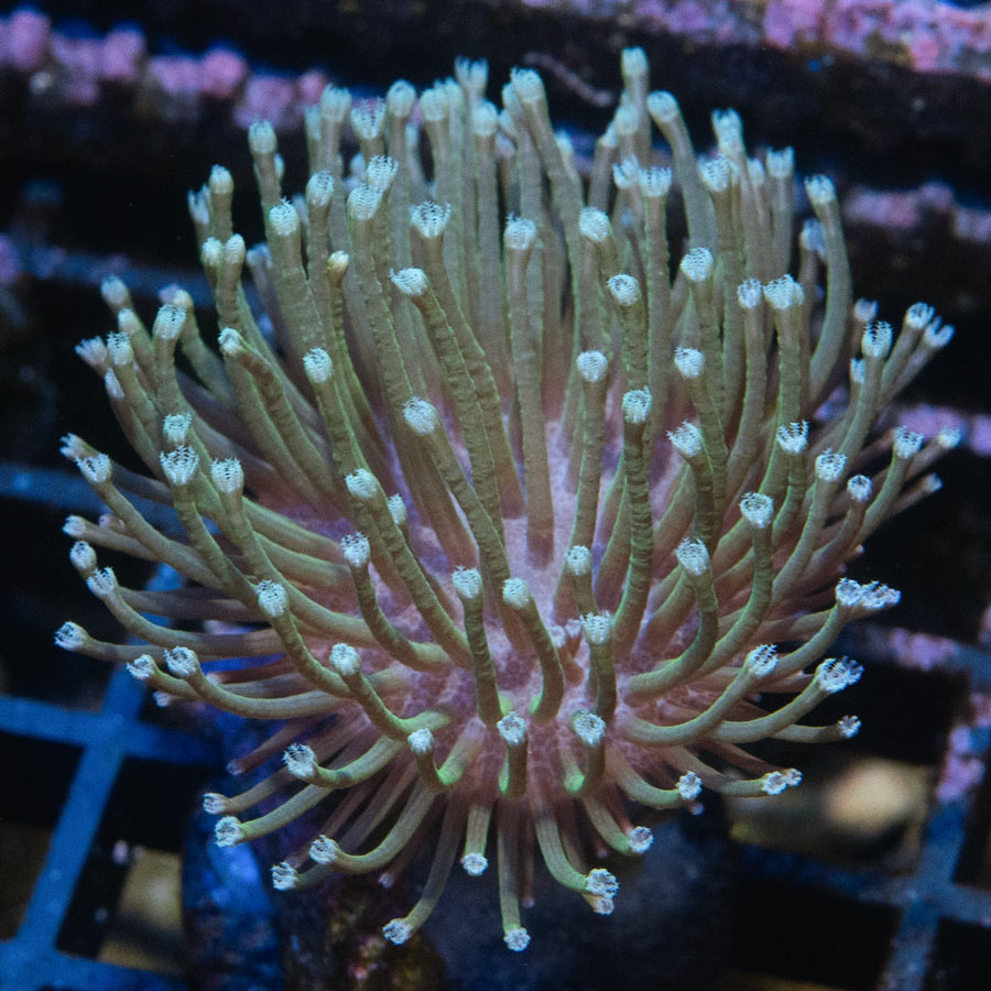 SBM Sarcophyton Madagascar