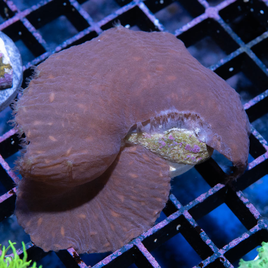 SBM Sinularia Dura Pink 7 cm
